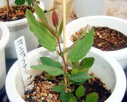 フィシフォリア～Corymbia ficifolia～